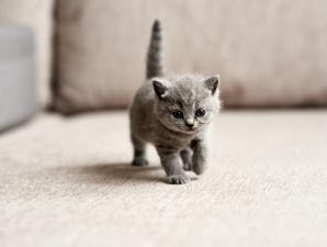 Британские котята: уход и воспитание милых малышей Как ухаживать за котятами британской породы