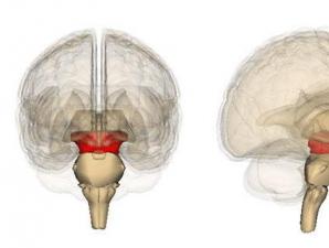 Средний мозг (анатомия человека) Основание ножки мозга латынь