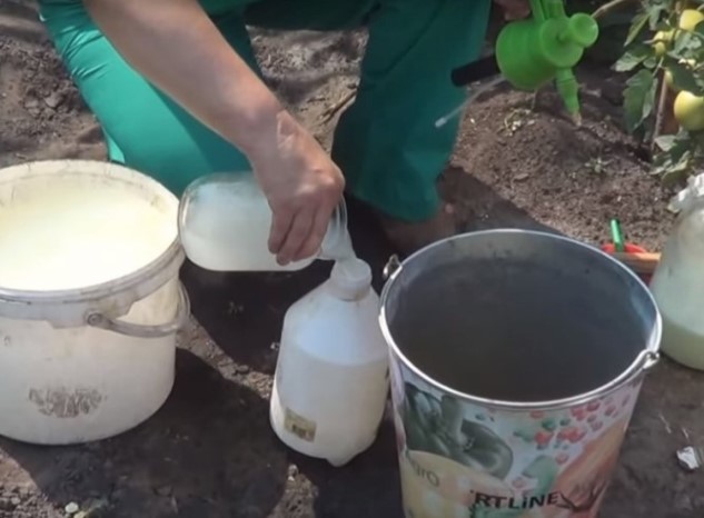 Опрыскивание огурцов молоком с йодом на даче