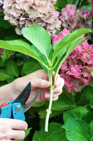 Размножение гортензии черенками летом в саду